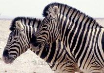 zebras-etosha-g.jpg