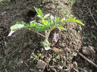 Junge Strauch-Tomate im Freiland in diesem Jahr.