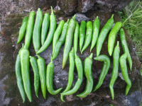 Cayenne-Pfeffer, grün.