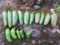 Jalapeños.