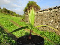 Washingtonia filifera.