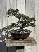 Bonsai.JPG