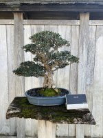 bonsai 3.JPG