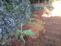 Bananen vor Wanda am 19.11.2021.