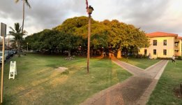 Banyan Tree.jpg