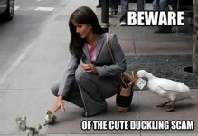 duckling.jpg