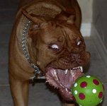 hund-beisst-ball.jpg