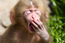 Macaca_fuscata_juvenile_yawning.jpg