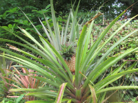 20250815_ananas.png