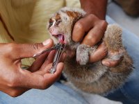 Nycticebus_tooth_removal_01.jpg