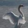 Swanlake