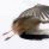 MisterBird