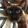 Siamkater