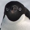 Mr_Penguin