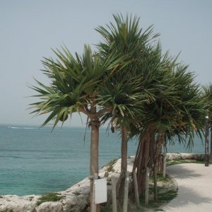 Okinawa