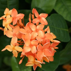 Thailand 027