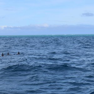 DSC 0226