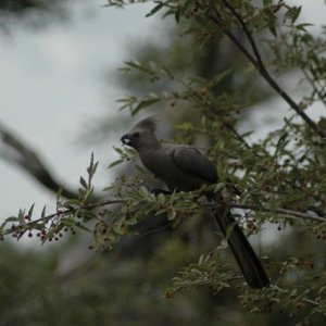 DSC 0036