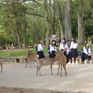 Rehe