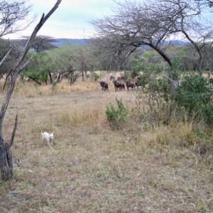 Gnu03