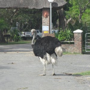 IMG 8238
