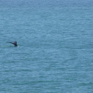 IMG 8563