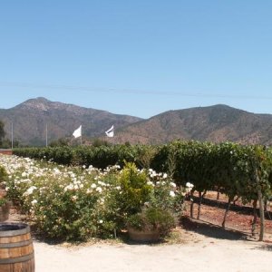 Weingut Morande, Chile