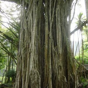 SÃ¼dsee Franz P.NukaHiva Baum