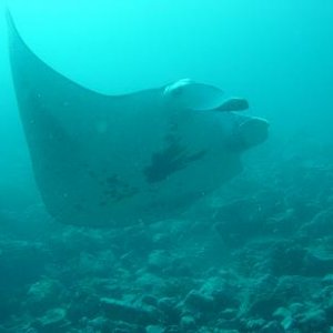 SÃ¼dsee Franz P.NukaHiva Manta
