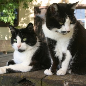 Sepp und Luise kurz vor Tumor 001
