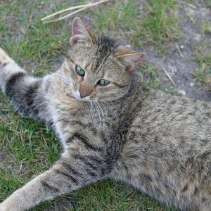 Tiggi nach Generalrestaurierung der Pfote