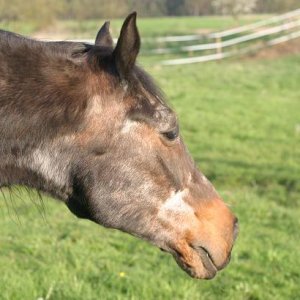 Unser Senior, 32 Jahre alt