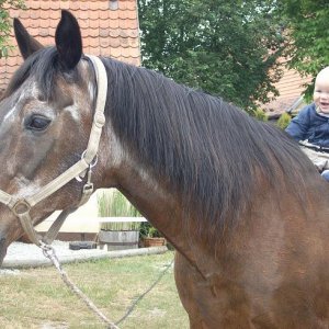 Ã¤ltestes Pferd, jÃ¼ngster Reiter