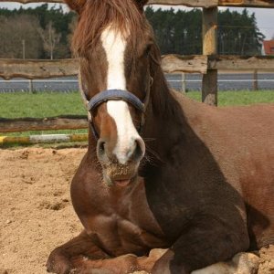 Mein vornehmes, adliges Pony