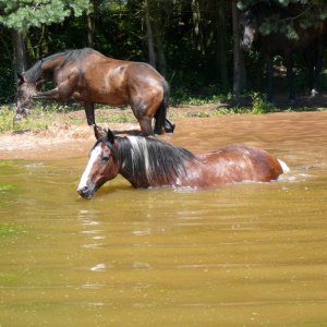 Bernlohe See im Sommer