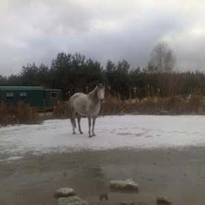 Pferd auf Eis