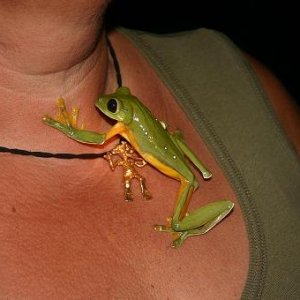costa rica naturschmuckjpg 331