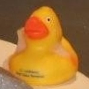 IMG 2657Ente