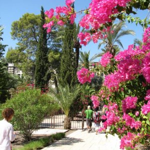 flowers