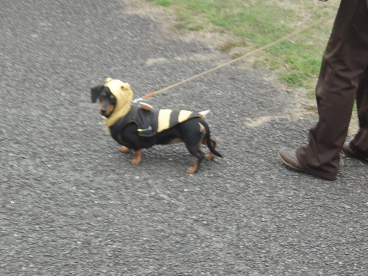 Aktuelle Hundemode in Hiroshima