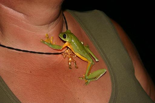 costa rica naturschmuckjpg 331