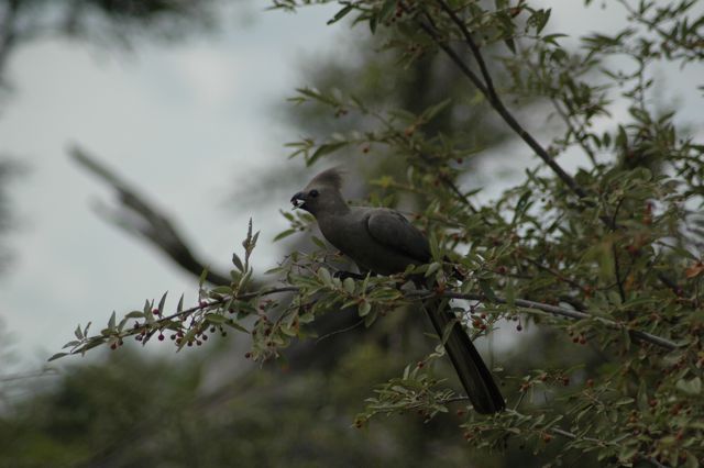 DSC 0036