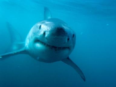 Fische und Taucher sind Freunde