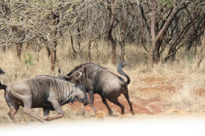 Gnu01