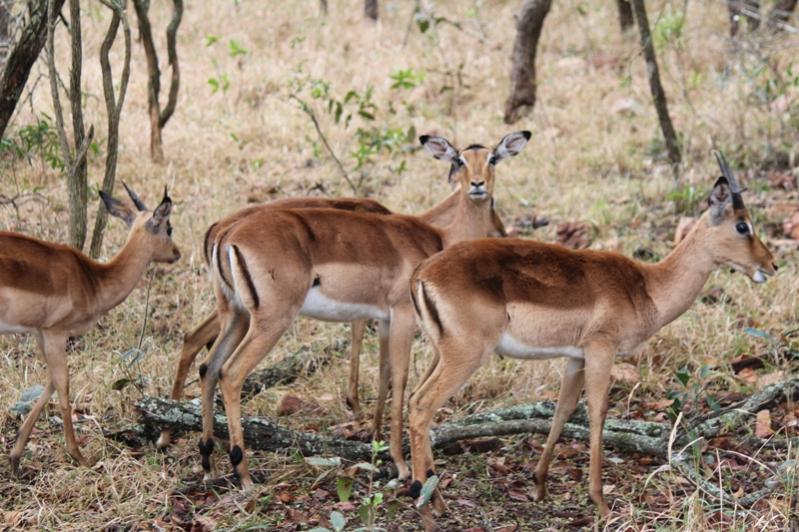 Impalas