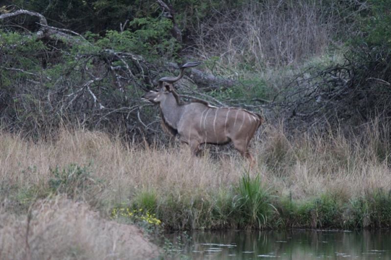 Kudu