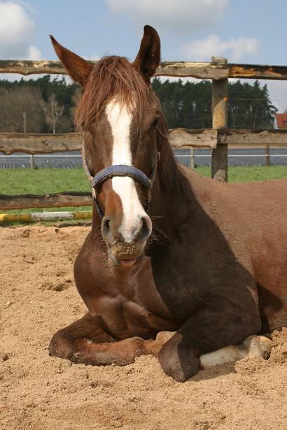 Mein vornehmes, adliges Pony