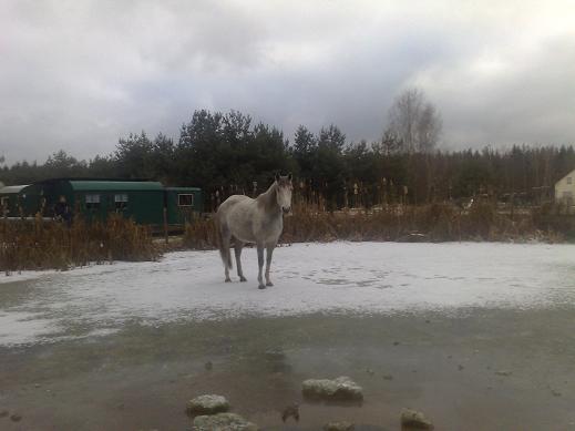 Pferd auf Eis