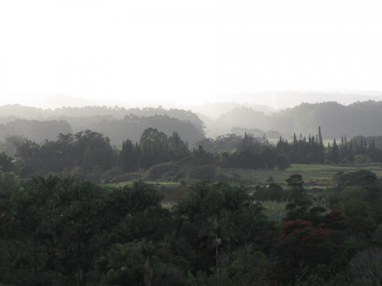 Regenwald