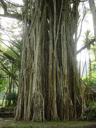 SÃ¼dsee Franz P.NukaHiva Baum